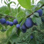 À quel âge un prunier donne des fruits ?