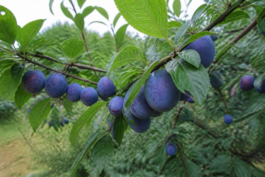 À quel âge un prunier donne des fruits ?