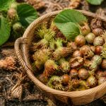 Cueillette noisette : comment récolter et conserver les noisettes au bon moment