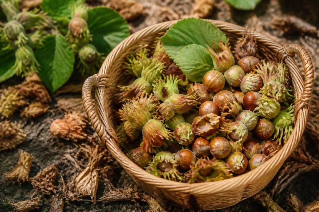 Cueillette noisette : comment récolter et conserver les noisettes au bon moment