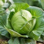 Chou d'hiver : culture, entretien et récolte au potager