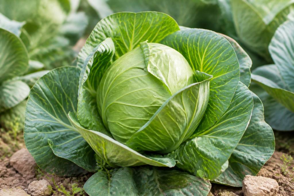 Chou d&rsquo;hiver : culture, entretien et récolte au potager