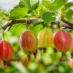 Groseilles de chine : culture, entretien et récolte au jardin