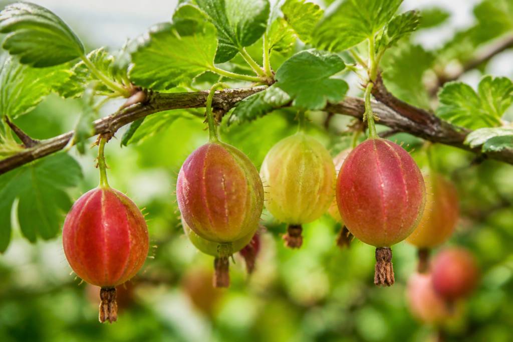 Groseilles de chine : culture, entretien et récolte au jardin