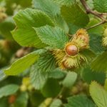 Noisetier caractéristiques : tout savoir sur cet arbuste fruitier