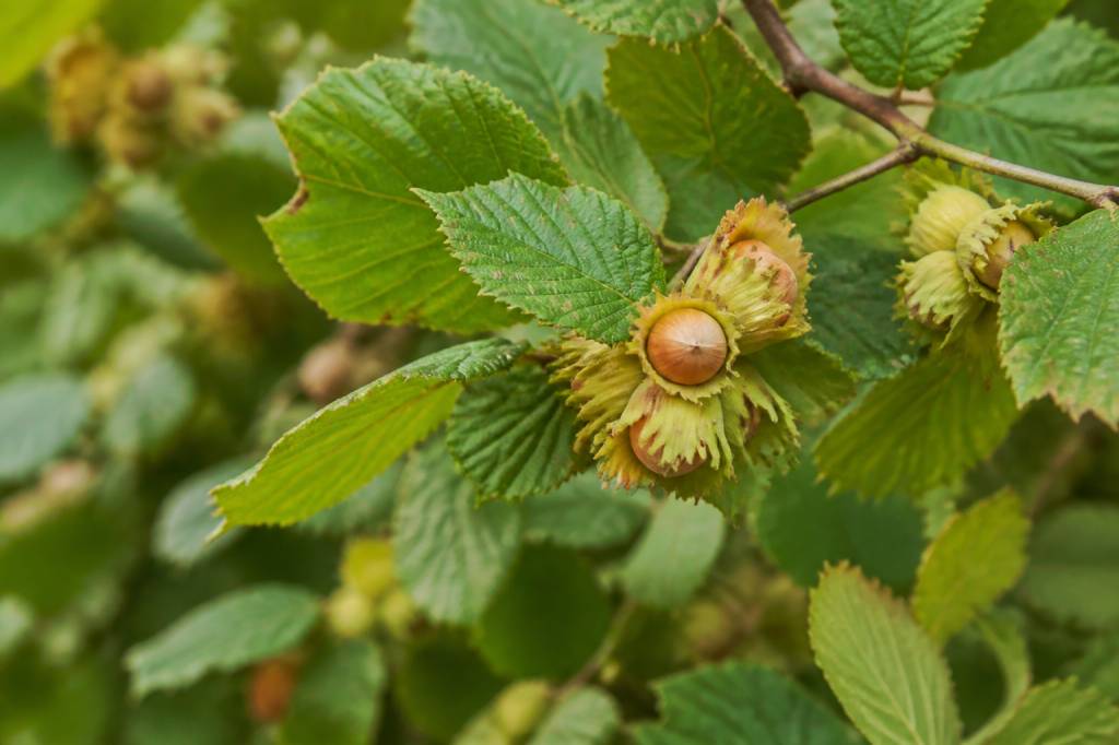 Noisetier caractéristiques : tout savoir sur cet arbuste fruitier
