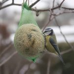 Boule de graisse pour oiseaux à faire soi-même : recette simple et économique
