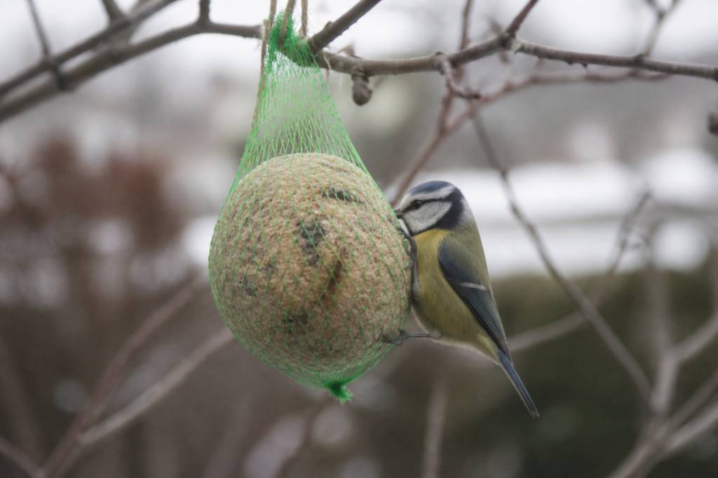 Boule de graisse pour oiseaux à faire soi-même : recette simple et économique