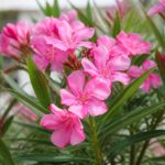 Laurier-rose : quel est son nom latin ?