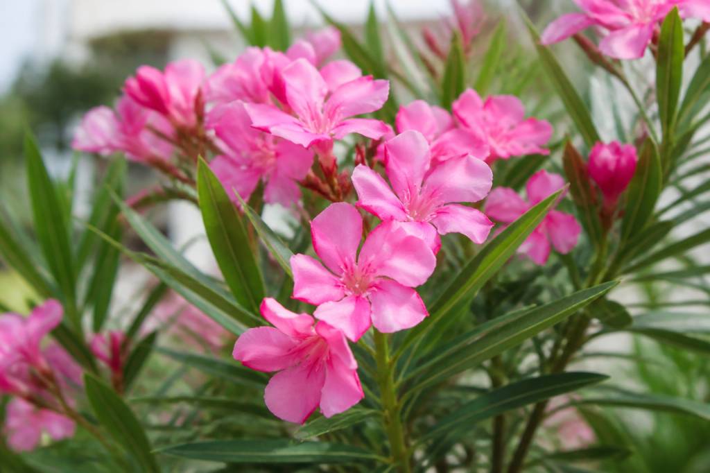 Laurier-rose : quel est son nom latin ?