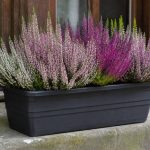 Bruyère d'hiver en jardinière : plantation et entretien optimal