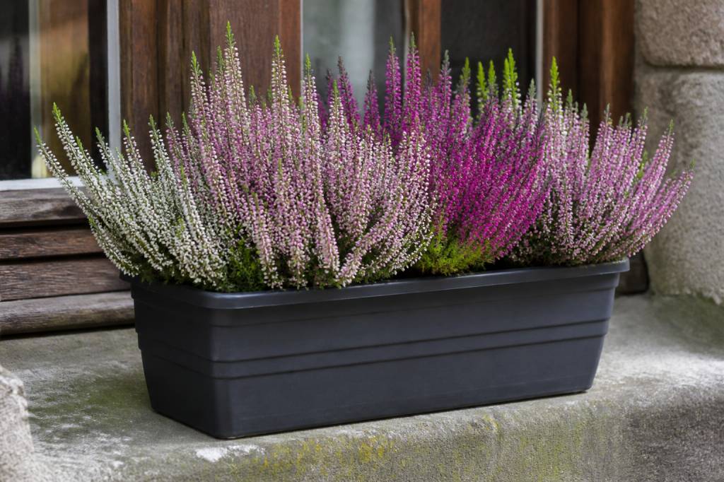 Bruyère d&rsquo;hiver en jardinière : plantation et entretien optimal