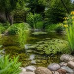 Bassin vert : comment créer un bassin naturel et équilibré dans son jardin