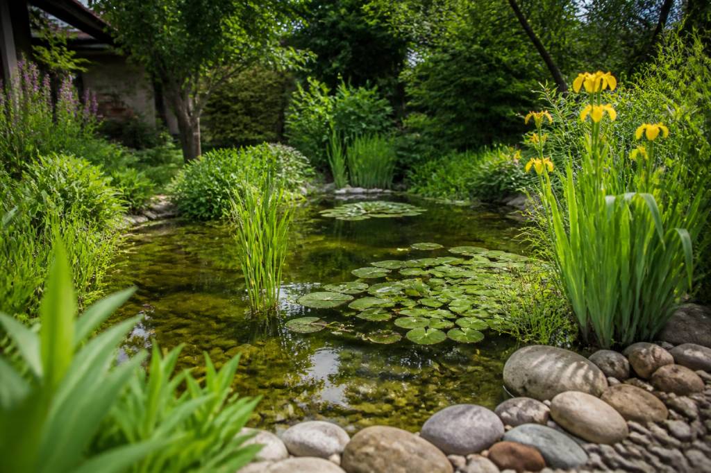 Bassin vert : comment créer un bassin naturel et équilibré dans son jardin