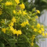 Jasmin d'hiver en été : comment l’entretenir et favoriser sa floraison