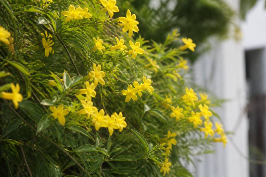 Jasmin d&rsquo;hiver en été : comment l’entretenir et favoriser sa floraison