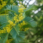 Mimosa feuille : comment reconnaître et entretenir son feuillage