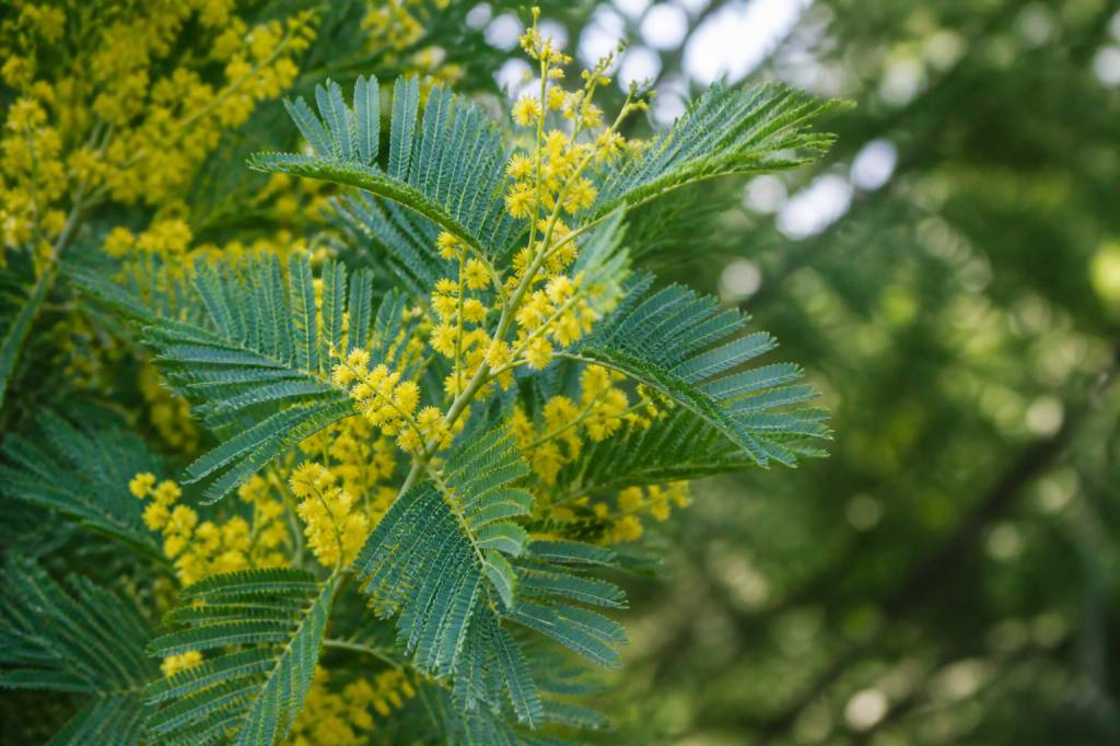 Mimosa feuille : comment reconnaître et entretenir son feuillage