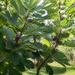 Figuier fructification : comment favoriser une récolte abondante