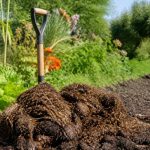 Comment utiliser le fumier de cheval au jardin pour enrichir le sol