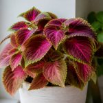 Coleus plante d’intérieur : conseils de culture et d’entretien en intérieur