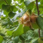 Période noisette : quand récolter les noisettes au jardin