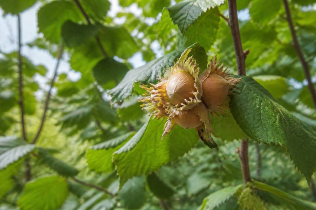 Période noisette : quand récolter les noisettes au jardin