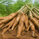 Manioc : origine et histoire de cette plante tropicale