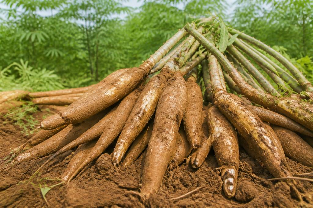 Manioc : origine et histoire de cette plante tropicale