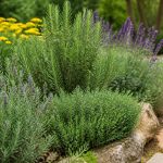 Massif aromatiques : comment le créer et l’entretenir au jardin