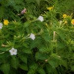 Belle de nuit envahissante : comment la contrôler au jardin