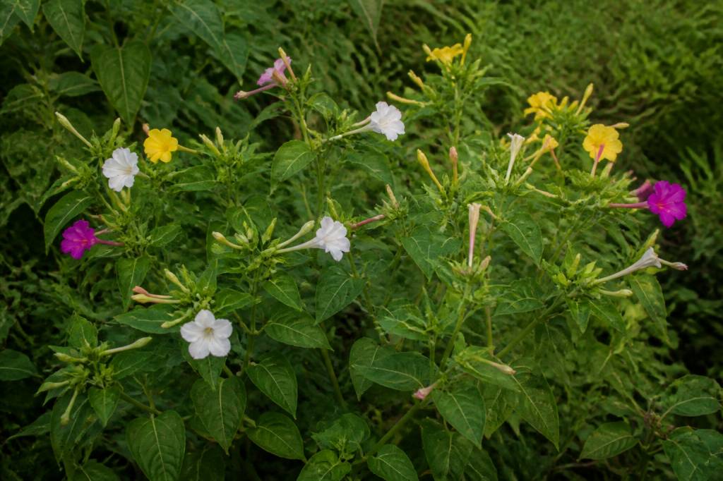 Belle de nuit envahissante : comment la contrôler au jardin