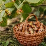 Noisette saison : quand récolter et conserver les noisettes