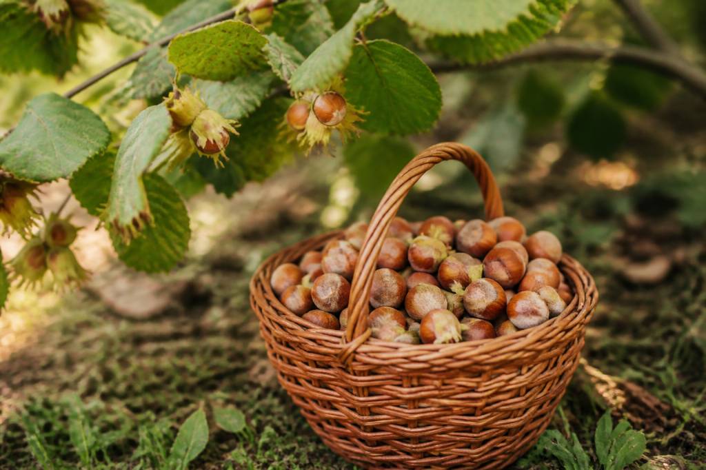Noisette saison : quand récolter et conserver les noisettes