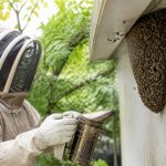 Comment repousser les abeilles sans les tuer