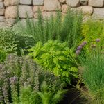 Massif aromatique : créer et entretenir un coin de plantes parfumées