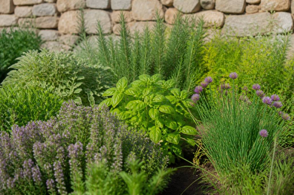 Massif aromatique : créer et entretenir un coin de plantes parfumées