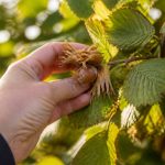 Cueillir des noisettes : quand et comment récolter facilement les fruits du noisetier