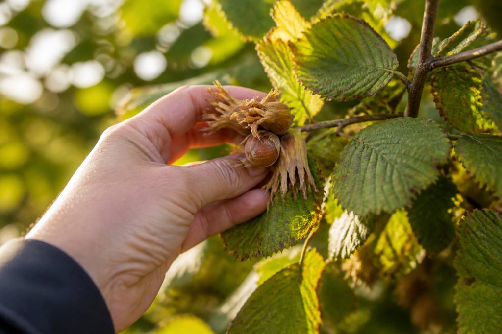 Cueillir des noisettes : quand et comment récolter facilement les fruits du noisetier