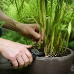 Entretien des bambous en pot : conseils pour une culture saine et durable