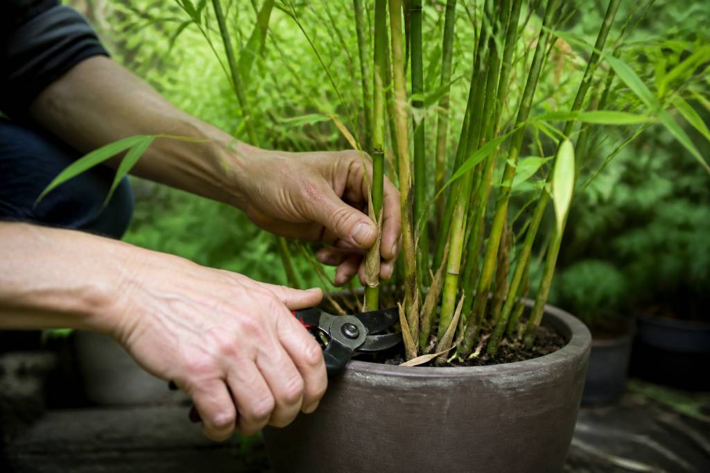 Entretien des bambous en pot : conseils pour une culture saine et durable