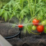 Arroseur pour tomates pour un arrosage efficace et régulier