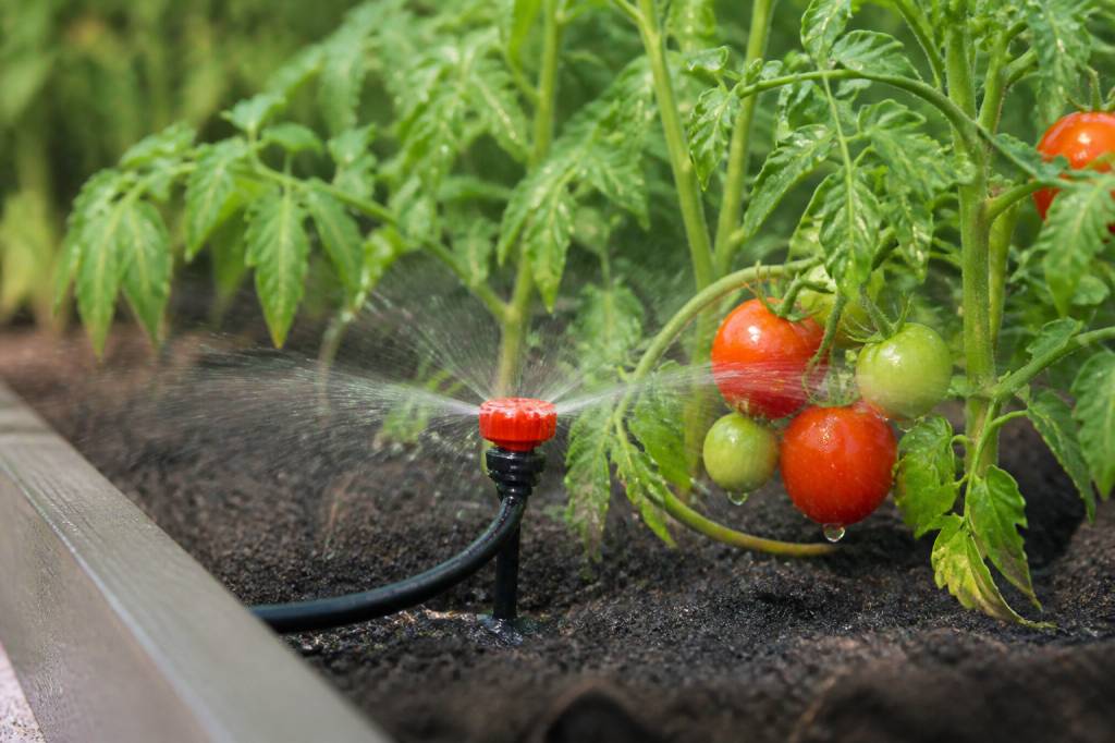 Arroseur pour tomates pour un arrosage efficace et régulier