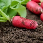 Radis qui pique : causes et solutions au potager