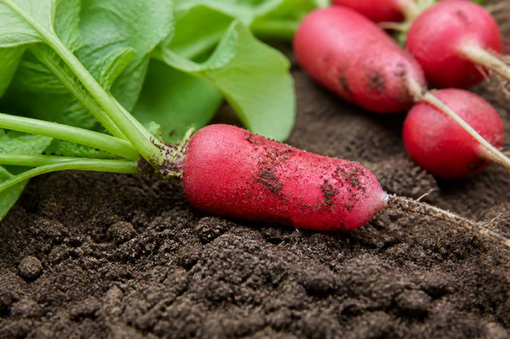 Radis qui pique : causes et solutions au potager