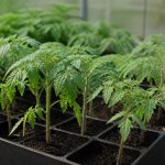 Semis tomates : réussir ses plants au jardin