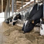 Aliment pour bétail : choix, fabrication et usages en élevage