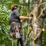 Kit harnais élagage : comment bien le choisir pour vos travaux en hauteur