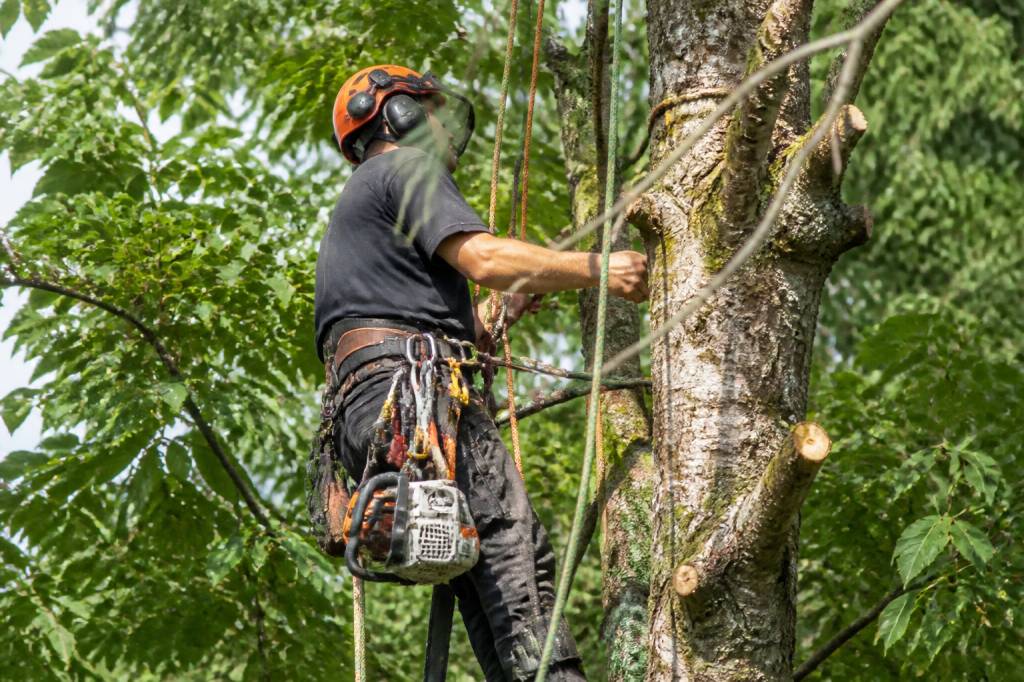 Kit harnais élagage : comment bien le choisir pour vos travaux en hauteur
