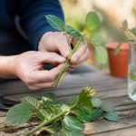 Bouture rosier : réussir facilement le bouturage pas à pas